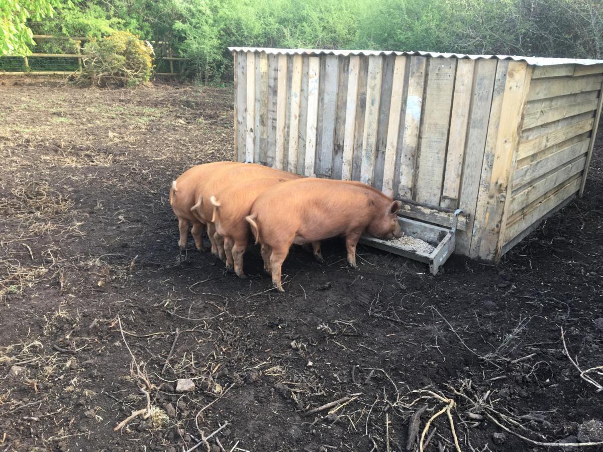 Higher Trenear Farm B&B 赫尔斯顿 外观 照片
