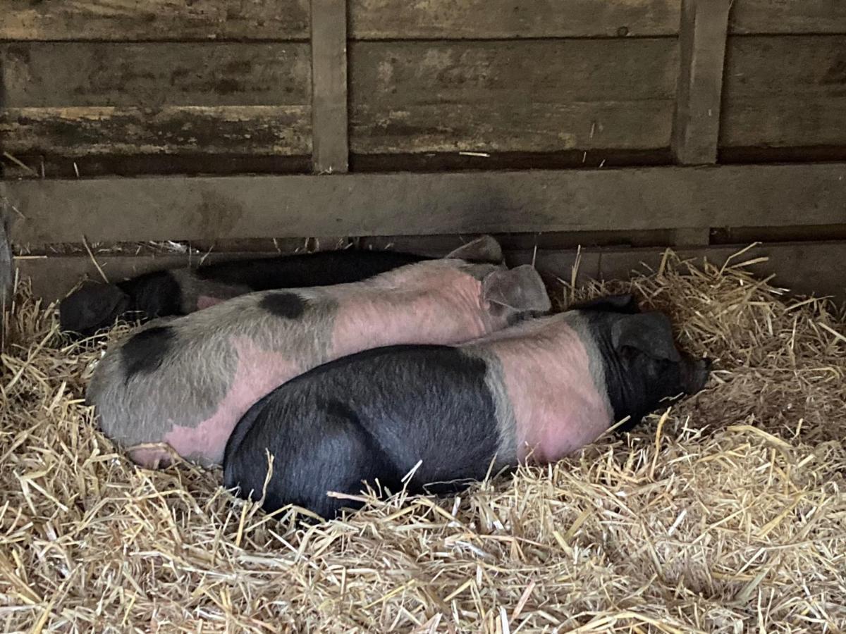 Higher Trenear Farm B&B 赫尔斯顿 外观 照片